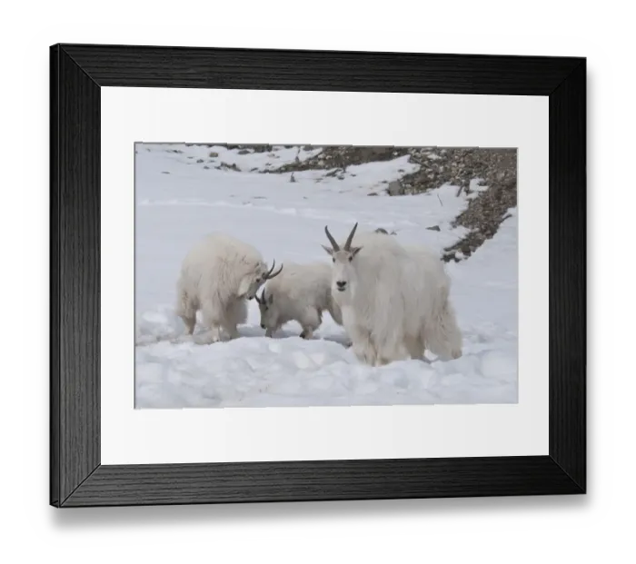 Framed Print : Mountain Goat (Oreamnos americanus) adult with juveniles playfighting, standing on snow, Yukon Wildlife Preserve