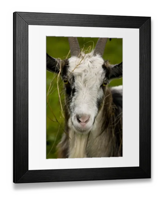 Framed Print : Domestic Goat, Hungarian Goat, adult male, close-up of head covered with grass, Hortobagy N. P Framed Print : Domestic Goat, Hungarian Goat, adult male, close-up of head covered with grass, Hortobagy N. P