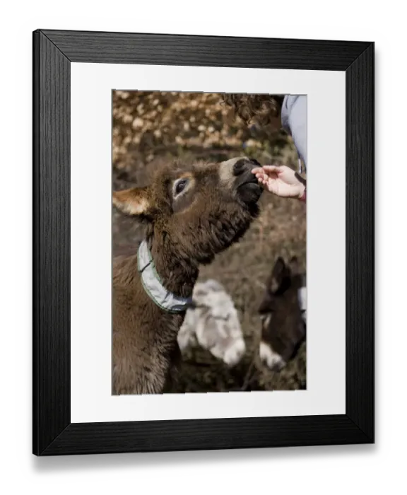 Framed Print : Donkey, adult male, with reflective collar on neck, being stroked by woman, New Forest, Hampshire, England, march