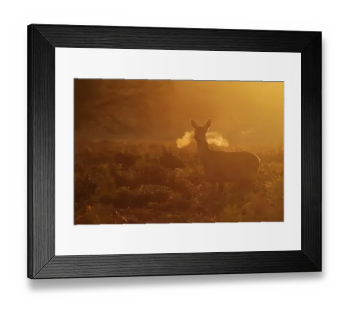 Framed Print : Red Deer (Cervus elaphus) hind, standing alert, breath condensing in cold air at dawn, Richmond Park, London, England Framed Print : Red Deer (Cervus elaphus) hind, standing alert, breath condensing in cold air at dawn, Richmond Park, London, England