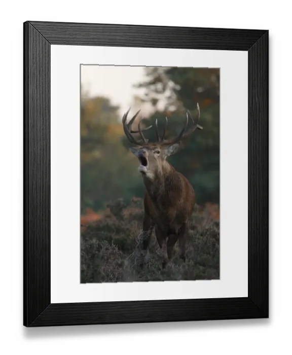 Framed Print : Red Deer (Cervus elaphus) stag, roaring, standing amongst heather during rutting season, Suffolk, England, november Framed Print : Red Deer (Cervus elaphus) stag, roaring, standing amongst heather during rutting season, Suffolk, England, november