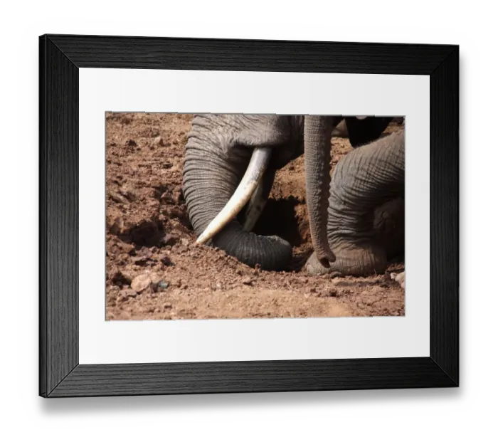 Framed Print : African Elephant (Loxodonta africana) adult with calf, close-up of trunks and feet Framed Print : African Elephant (Loxodonta africana) adult with calf, close-up of trunks and feet