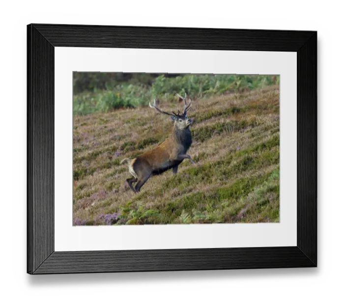 Framed Print : Red Deer (Cervus elaphus) stag, walking in heather on slope, Islay Sound, Islay, Inner Hebrides, Scotland, september Framed Print : Red Deer (Cervus elaphus) stag, walking in heather on slope, Islay Sound, Islay, Inner Hebrides, Scotland, september