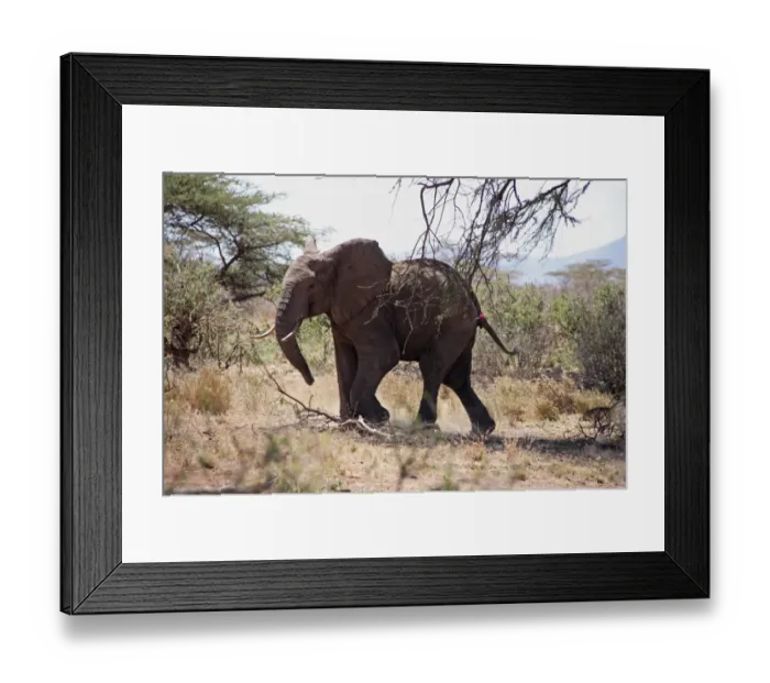 Framed Print : African Elephant (Loxodonta africana) adult, tranquilised with tranquiliser dart in rump Framed Print : African Elephant (Loxodonta africana) adult, tranquilised with tranquiliser dart in rump