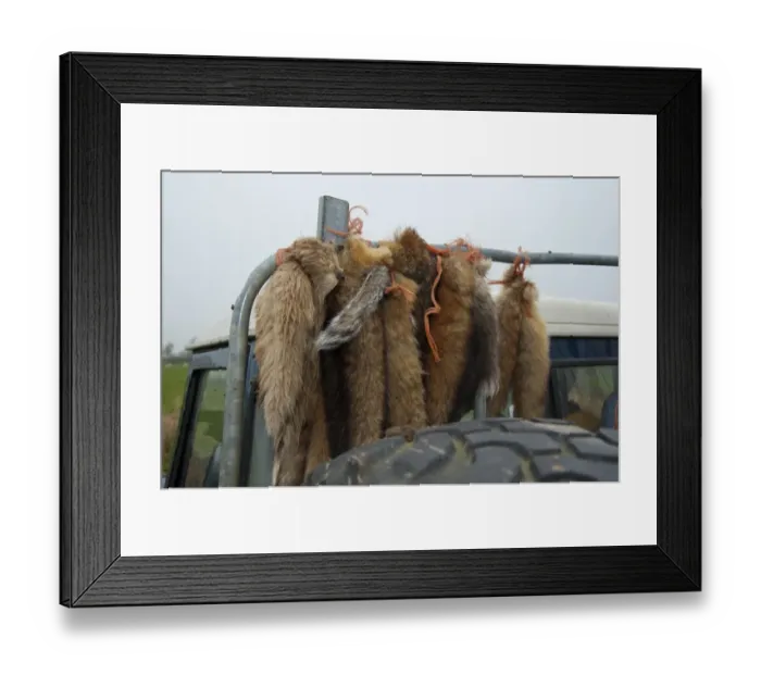 Framed Print : European Red Fox (Vulpes vulpes) tails hanging from vehicle, shot as pest on farm, Scotland, november Framed Print : European Red Fox (Vulpes vulpes) tails hanging from vehicle, shot as pest on farm, Scotland, november