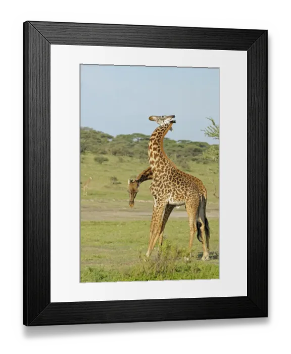 Framed Print : Masai Giraffe (Giraffa camelopardalis tippelskirchi) two adult males, fighting, necking or neck-sparring Framed Print : Masai Giraffe (Giraffa camelopardalis tippelskirchi) two adult males, fighting, necking or neck-sparring
