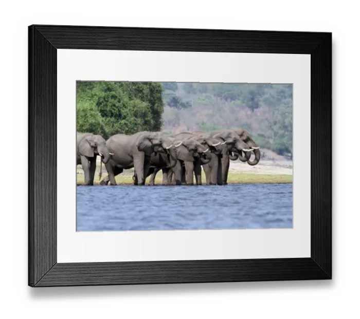 Framed Print : African Elephant (Loxodonta africana) adults, herd drinking at edge of water, Chobe River, Chobe N. P. Botswana Framed Print : African Elephant (Loxodonta africana) adults, herd drinking at edge of water, Chobe River, Chobe N. P. Botswana