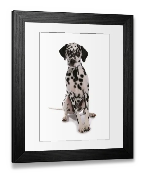 Framed Print : Domestic Dog, Dalmatian, puppy, sitting Framed Print : Domestic Dog, Dalmatian, puppy, sitting