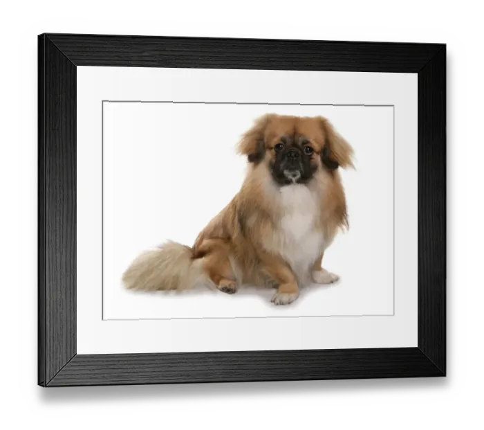 Framed Print : Domestic Dog, Tibetan Spaniel, adult, sitting