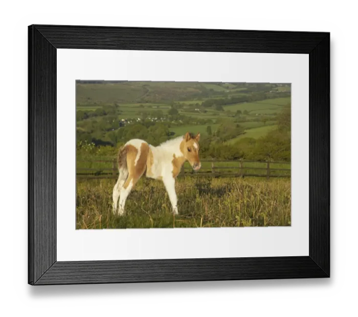 Framed Print : Dartmoor Pony, foal, skewbald, standing on moorland, Tavy Valley in background, Dartmoor N. P. Devon, England Framed Print : Dartmoor Pony, foal, skewbald, standing on moorland, Tavy Valley in background, Dartmoor N. P. Devon, England