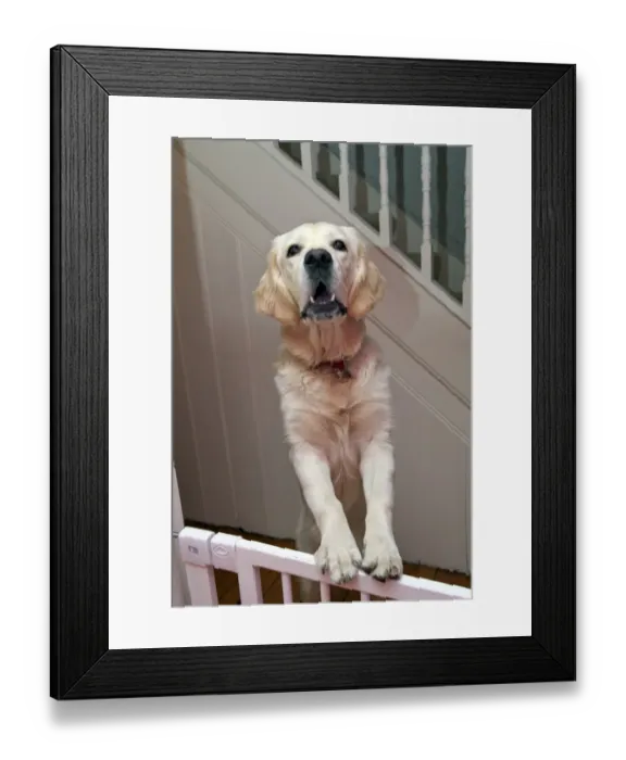 Framed Print : Domestic Dog, Golden Retriever, puppy, barking, standing with front legs on stairgate, England Framed Print : Domestic Dog, Golden Retriever, puppy, barking, standing with front legs on stairgate, England