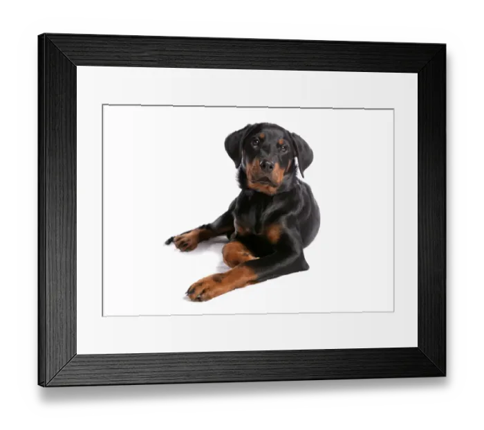 Framed Print : Domestic Dog, Rottweiler, male puppy, laying Framed Print : Domestic Dog, Rottweiler, male puppy, laying