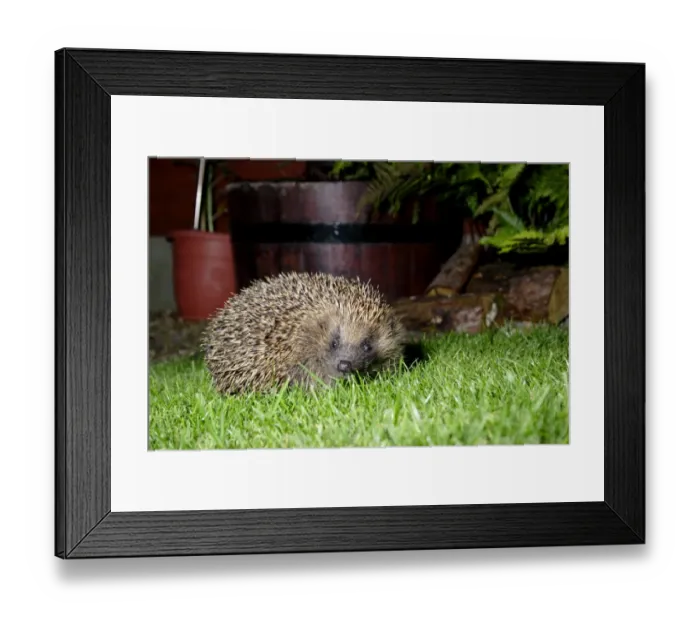 Framed Print : European Hedgehog (Erinaceus europaeus) adult, standing on garden lawn at night, Yorkshire, England, september Framed Print : European Hedgehog (Erinaceus europaeus) adult, standing on garden lawn at night, Yorkshire, England, september