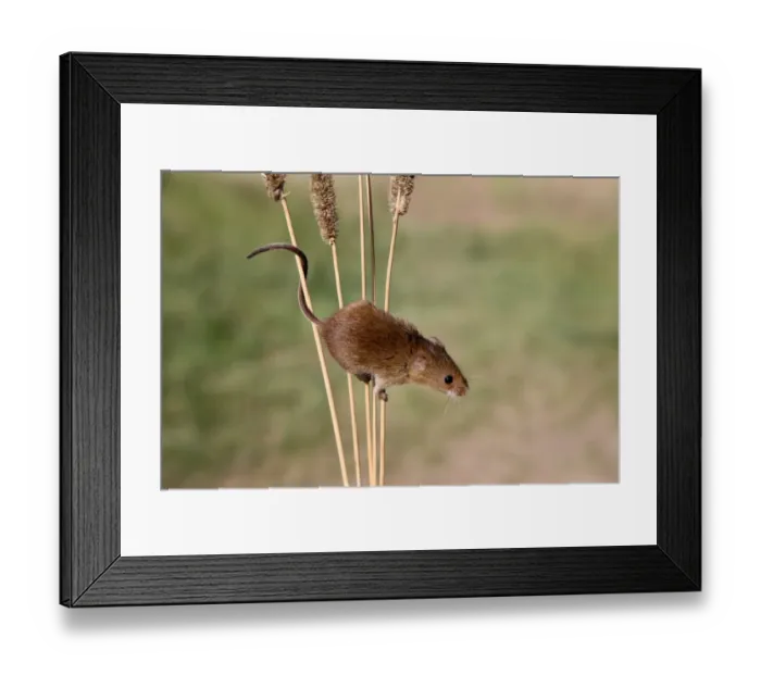 Framed Print : Harvest Mouse (Micromys minutus) adult, climbing on stems, Midlands, England, september Framed Print : Harvest Mouse (Micromys minutus) adult, climbing on stems, Midlands, England, september