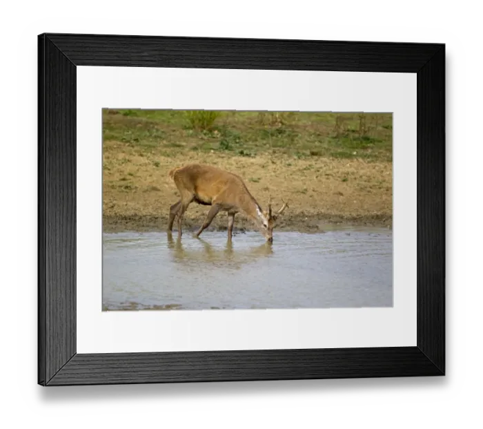 Framed Print : Red Deer (Cervus elaphus) stag, drinking, during rutting season, Minsmere RSPB Reserve, Suffolk, England, october Framed Print : Red Deer (Cervus elaphus) stag, drinking, during rutting season, Minsmere RSPB Reserve, Suffolk, England, october