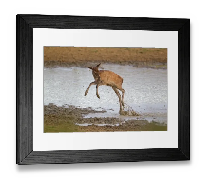Framed Print : Red Deer (Cervus elaphus) calf, jumping through water, during rutting season, Minsmere RSPB Reserve, Suffolk, England Framed Print : Red Deer (Cervus elaphus) calf, jumping through water, during rutting season, Minsmere RSPB Reserve, Suffolk, England