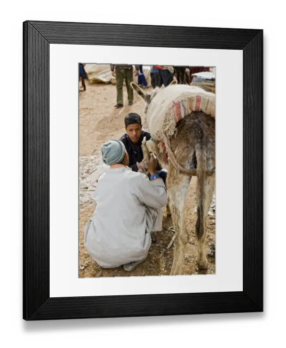 Framed Print : Donkey, adult, being shod by man and boy, near Essaouira, Morocco, february