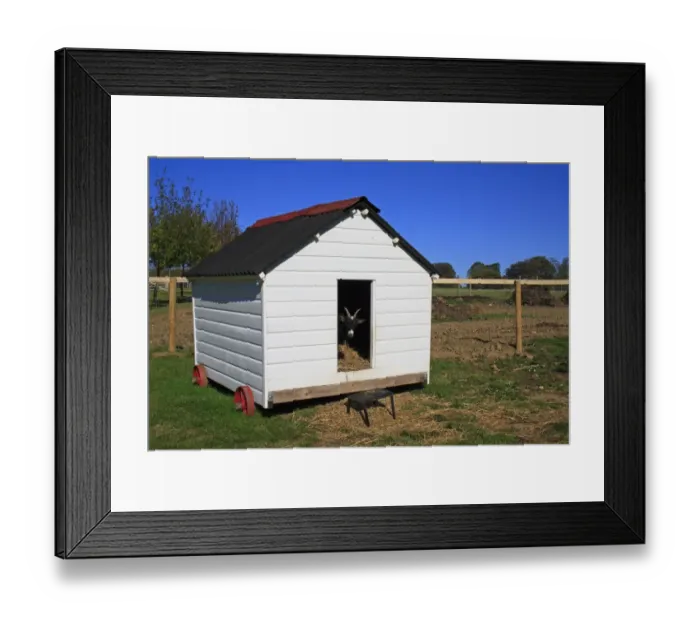 Framed Print : Domestic Goat, Pygmy Goat, adult, looking out from entrance of mobile shed in paddock, Museum of East Anglian Life