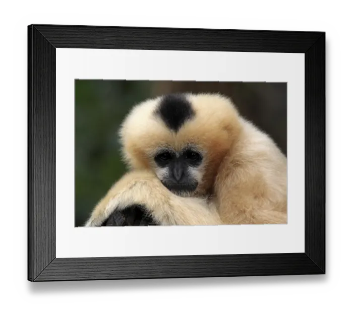 Framed Print : Black Crested Gibbon (Nomascus concolor) adult female, close-up of head (captive) Framed Print : Black Crested Gibbon (Nomascus concolor) adult female, close-up of head (captive)