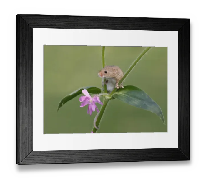 Framed Print : Harvest Mouse (Micromys minutus) adult, climbing on flowering geranium, Lincolnshire, England, april (controlled) Framed Print : Harvest Mouse (Micromys minutus) adult, climbing on flowering geranium, Lincolnshire, England, april (controlled)