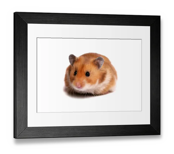 Framed Print : Domestic Golden Hamster (Mesocricetus auratus) adult male Framed Print : Domestic Golden Hamster (Mesocricetus auratus) adult male