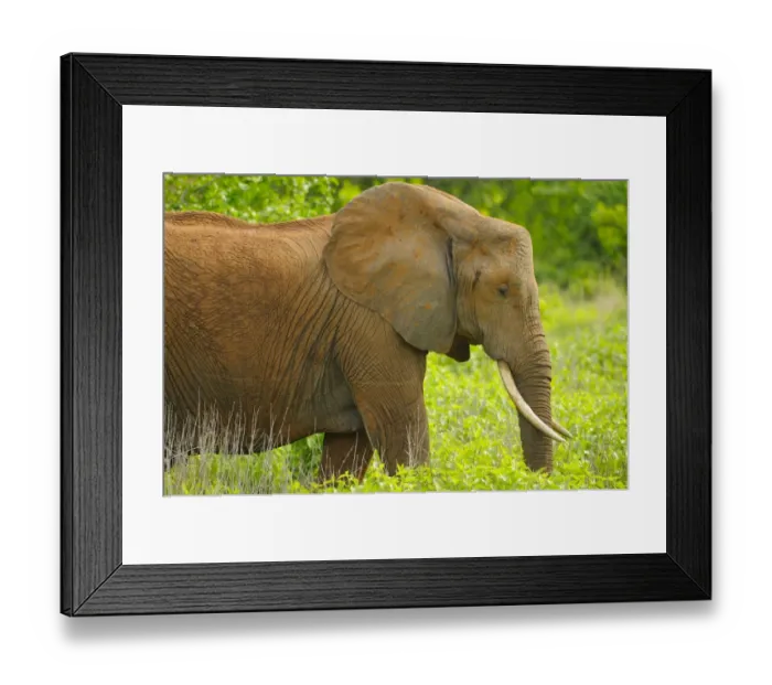 Framed Print : African Elephant (Loxodonta africana) adult, with soil stained skin, standing in vegetation, Ruaha N. P. Tanzania Framed Print : African Elephant (Loxodonta africana) adult, with soil stained skin, standing in vegetation, Ruaha N. P. Tanzania