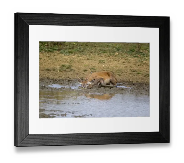 Framed Print : Red Deer (Cervus elaphus) young stag, wallowing, during rutting season, Minsmere RSPB Reserve, Suffolk, England Framed Print : Red Deer (Cervus elaphus) young stag, wallowing, during rutting season, Minsmere RSPB Reserve, Suffolk, England