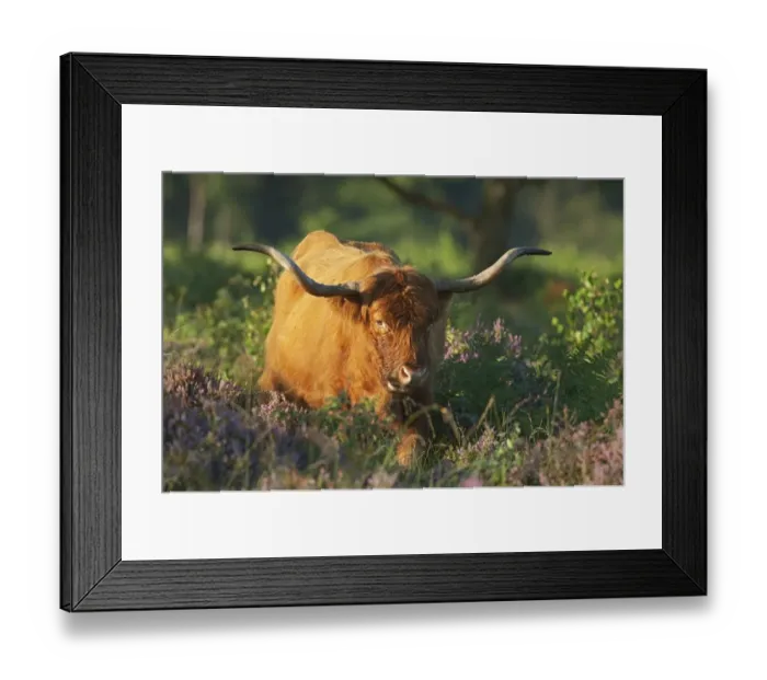 Framed Print : Highland Cattle, cow, feeding amongst heather and bracken on lowland heathland, Hothfield Heathlands, Kent, England Framed Print : Highland Cattle, cow, feeding amongst heather and bracken on lowland heathland, Hothfield Heathlands, Kent, England