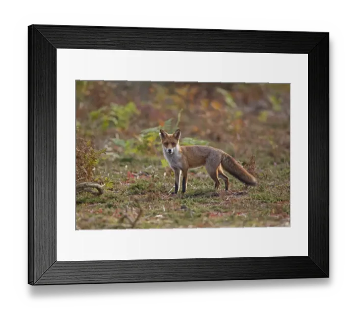 Framed Print : European Red Fox (Vulpes vulpes) adult, standing on heathland, Minsmere RSPB Reserve, Suffolk, England, october
