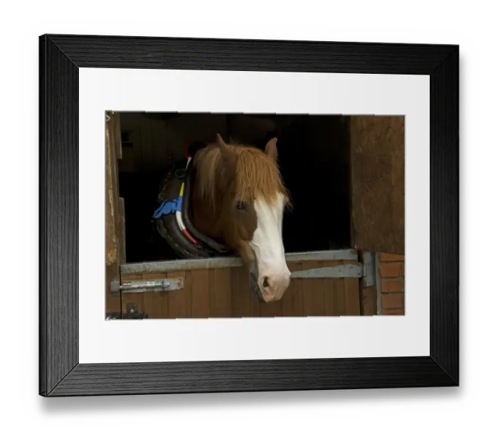 Framed Print : Horse, Welsh Cob, adult, in stable awaiting harness prior to pulling tourist canal boat along Llangollen Lock Framed Print : Horse, Welsh Cob, adult, in stable awaiting harness prior to pulling tourist canal boat along Llangollen Lock