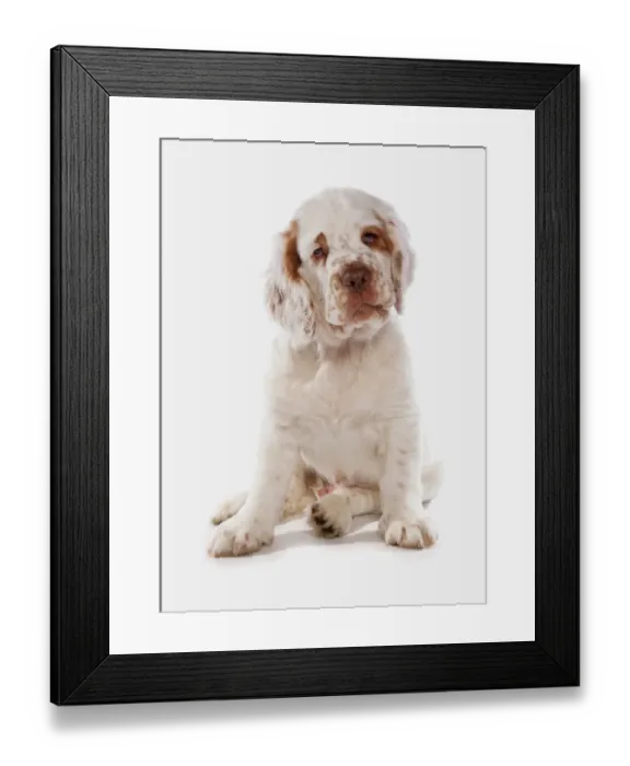 Framed Print : Domestic Dog, Clumber Spaniel, puppy, sitting Framed Print : Domestic Dog, Clumber Spaniel, puppy, sitting