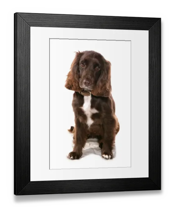 Framed Print : Domestic Dog, Working Spaniel, adult, sitting, with collar Framed Print : Domestic Dog, Working Spaniel, adult, sitting, with collar