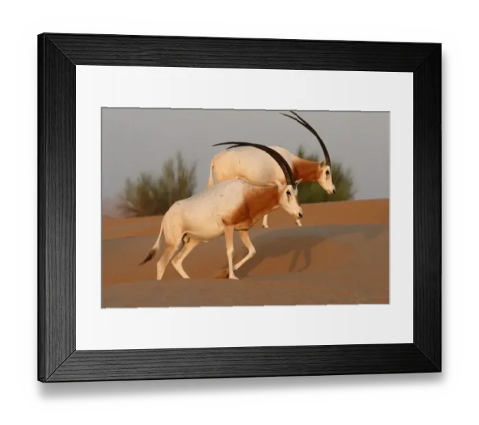 Framed Print : Scimitar-horned Oryx (Oryx dammah) two adults, walking on dunes, Dubai Desert Conservation Reserve, Al Maha, Dubai Framed Print : Scimitar-horned Oryx (Oryx dammah) two adults, walking on dunes, Dubai Desert Conservation Reserve, Al Maha, Dubai