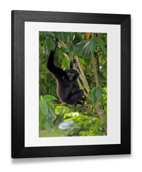 Framed Print : Agile Gibbon (Hylobates agilis) adult, sitting in tree (captive) Framed Print : Agile Gibbon (Hylobates agilis) adult, sitting in tree (captive)