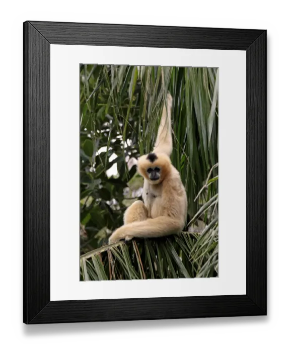 Framed Print : Black Crested Gibbon (Nomascus concolor) adult female, sitting on palm fronds (captive) Framed Print : Black Crested Gibbon (Nomascus concolor) adult female, sitting on palm fronds (captive)