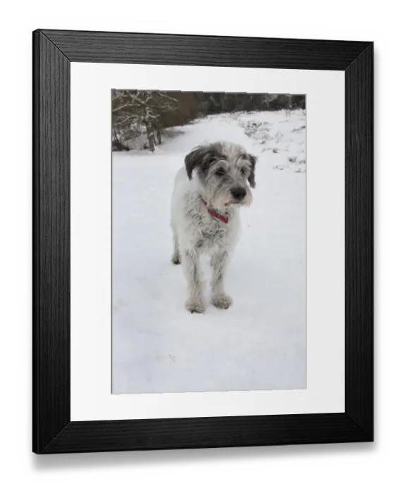 Framed Print : Domestic Dog, Greek Mountain Dog, elderly adult, standing in snow, England, december Framed Print : Domestic Dog, Greek Mountain Dog, elderly adult, standing in snow, England, december