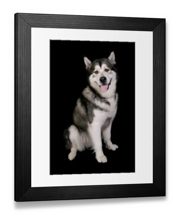 Framed Print : Domestic Dog, Alaskan Malamute, adult female, sitting Framed Print : Domestic Dog, Alaskan Malamute, adult female, sitting