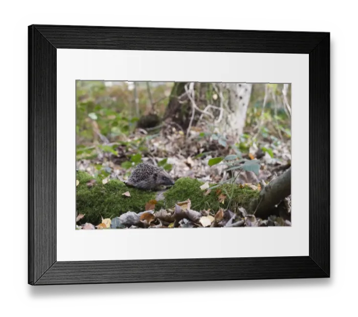 Framed Print : European Hedgehog (Erinaceus europaeus) young, on moss covered branch in woodland, Norfolk, England, october Framed Print : European Hedgehog (Erinaceus europaeus) young, on moss covered branch in woodland, Norfolk, England, october
