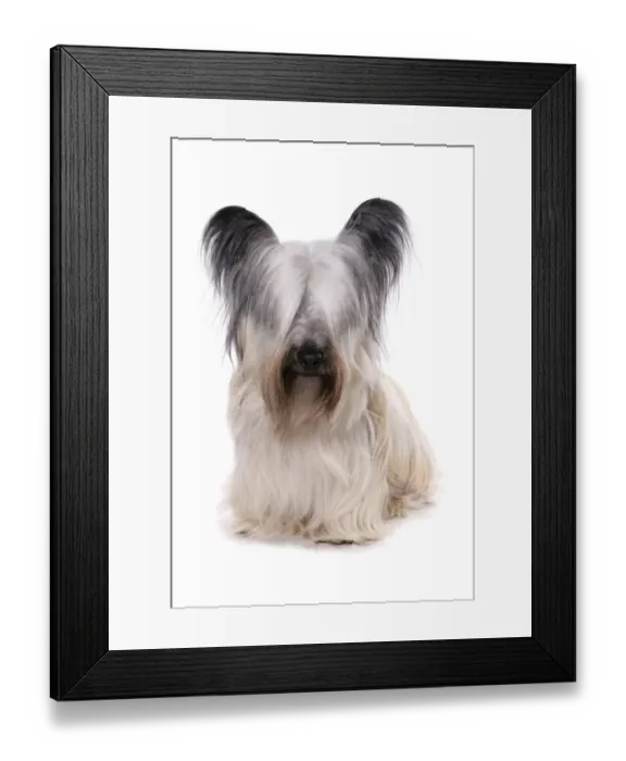 Framed Print : Domestic Dog, Skye Terrier, adult female, sitting Framed Print : Domestic Dog, Skye Terrier, adult female, sitting