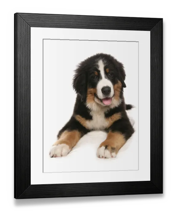 Framed Print : Domestic Dog, Bernese Mountain Dog, puppy, laying Framed Print : Domestic Dog, Bernese Mountain Dog, puppy, laying