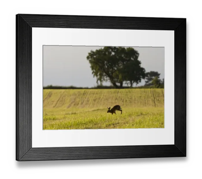 Framed Print : European Hare (Lepus europaeus) adult, walking across recently cut hay field in farmland habitat, County Durham Framed Print : European Hare (Lepus europaeus) adult, walking across recently cut hay field in farmland habitat, County Durham