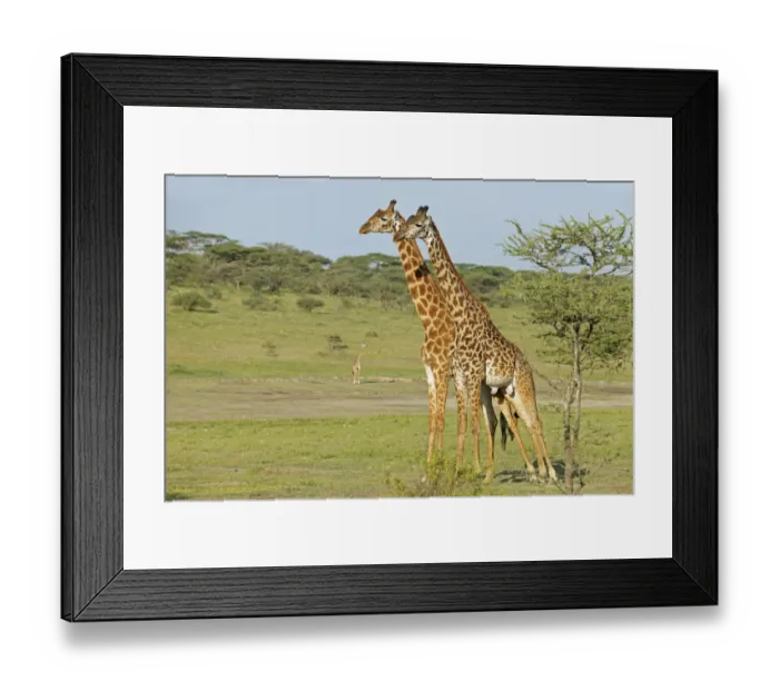 Framed Print : Masai Giraffe (Giraffa camelopardalis tippelskirchi) two adult males, standing side by side prior to fighting Framed Print : Masai Giraffe (Giraffa camelopardalis tippelskirchi) two adult males, standing side by side prior to fighting