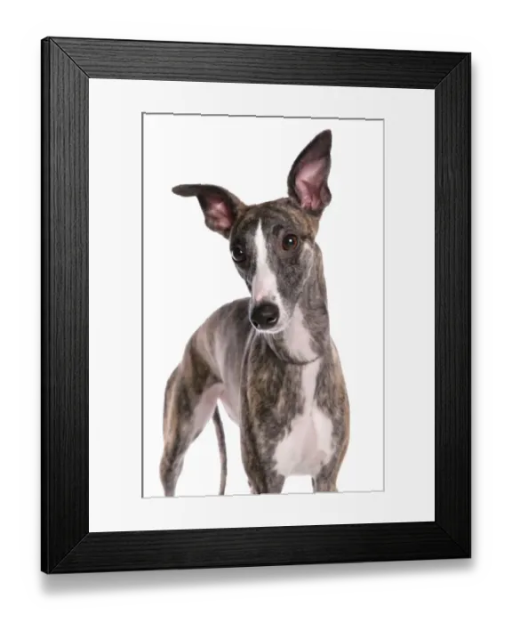 Framed Print : Domestic Dog, Whippet, adult, close-up of head Framed Print : Domestic Dog, Whippet, adult, close-up of head