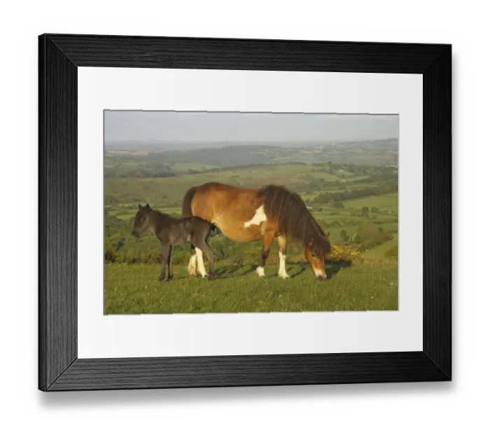Framed Print : Dartmoor Pony, mare and foal, grazing on moorland, Tavy Valley in background, Dartmoor N. P. Devon, England Framed Print : Dartmoor Pony, mare and foal, grazing on moorland, Tavy Valley in background, Dartmoor N. P. Devon, England