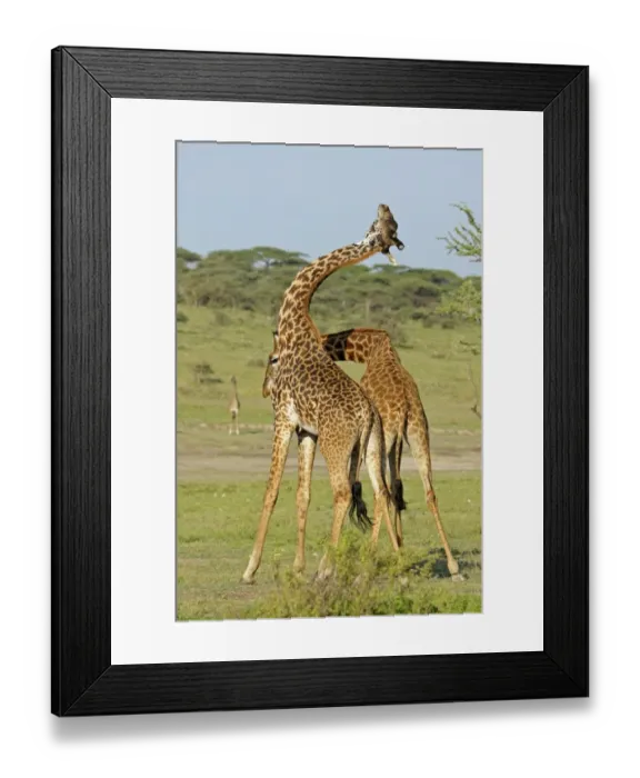 Framed Print : Masai Giraffe (Giraffa camelopardalis tippelskirchi) two adult males, fighting, necking or neck-sparring Framed Print : Masai Giraffe (Giraffa camelopardalis tippelskirchi) two adult males, fighting, necking or neck-sparring