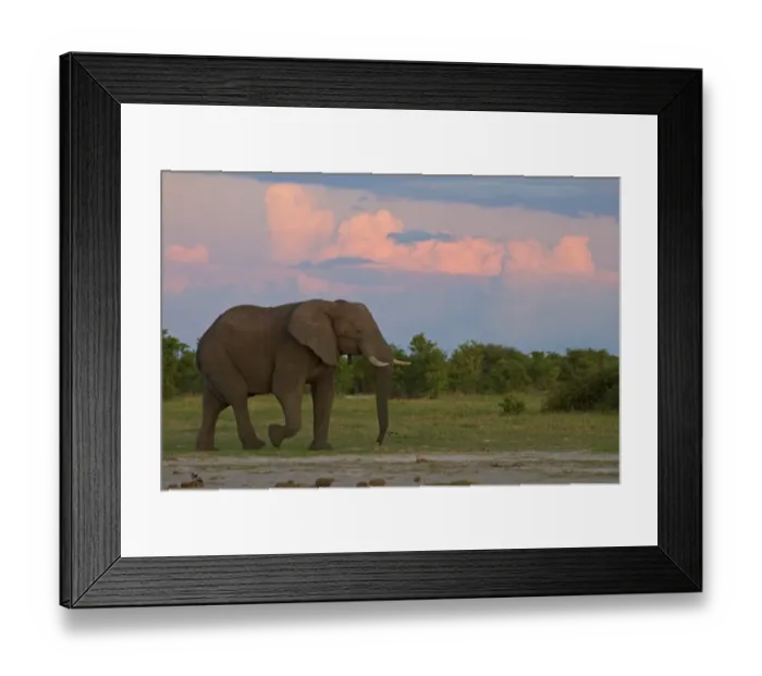 Framed Print : African Elephant (Loxodonta africana) adult male, walking at sunset, Okavango Delta, Botswana Framed Print : African Elephant (Loxodonta africana) adult male, walking at sunset, Okavango Delta, Botswana