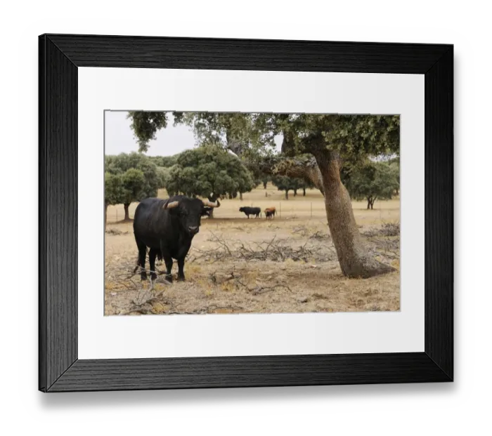 Framed Print : Domestic Cattle, Spanish Fighting Bull, bulls, standing in dehesa habitat, Salamanca, Castile and Leon, Spain