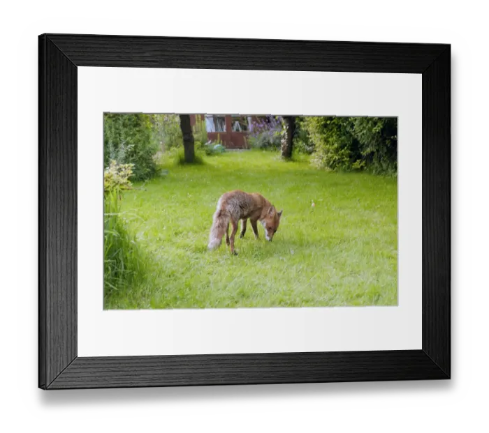 Framed Print : European Red Fox (Vulpes vulpes) adult, foraging on garden lawn, Kent, England Framed Print : European Red Fox (Vulpes vulpes) adult, foraging on garden lawn, Kent, England