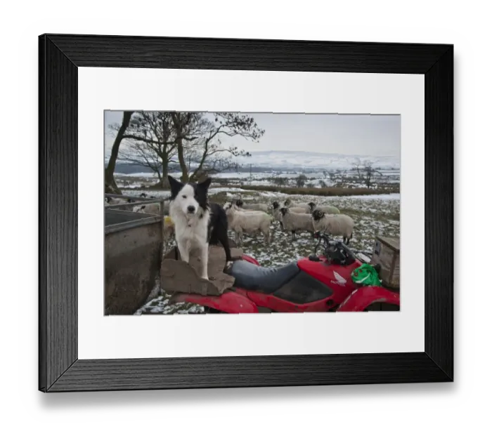 Framed Print : Domestic Dog, Collie sheepdog, adult, standing on quad bike, with Swaledale ewes on snow covered pasture in background Framed Print : Domestic Dog, Collie sheepdog, adult, standing on quad bike, with Swaledale ewes on snow covered pasture in background