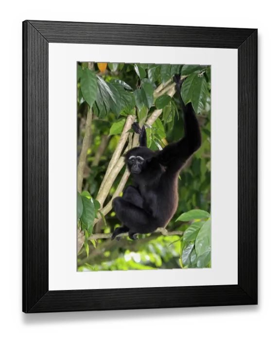 Framed Print : Agile Gibbon (Hylobates agilis) adult, sitting in tree (captive) Framed Print : Agile Gibbon (Hylobates agilis) adult, sitting in tree (captive)